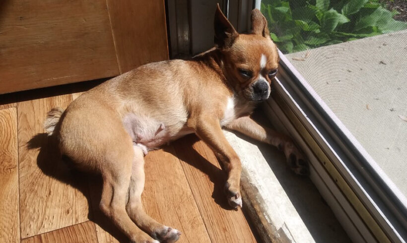 Penny