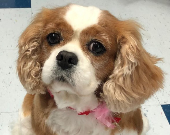 Piper