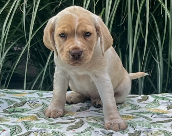 Little Lemon-Adopted!