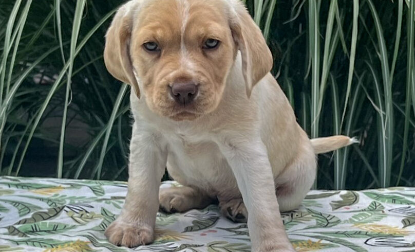 Little Lemon-Adopted!