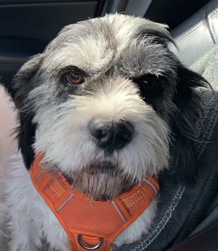 Available Dogs Northern Chautauqua Canine Rescue