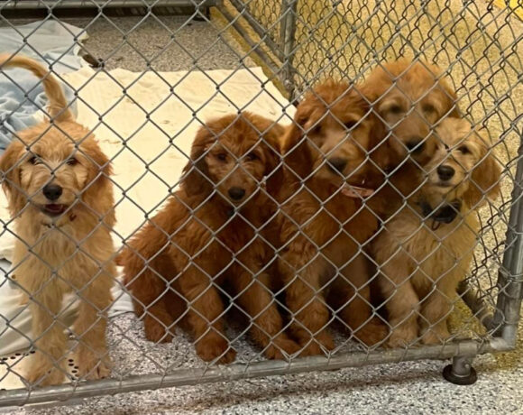 Stadium Pups-Adopted!