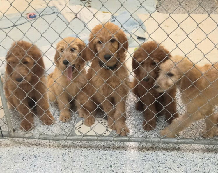 Stadium Pups-Adopted!