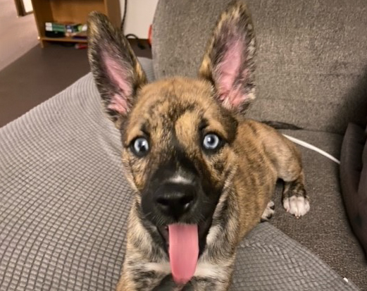 Sadie-Adopted!