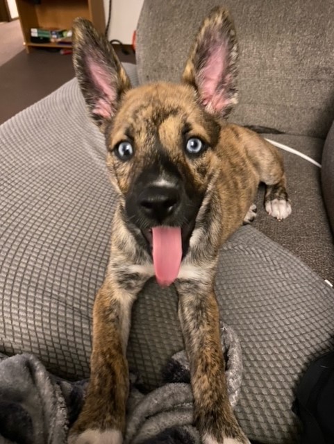 Sadie-Adopted!