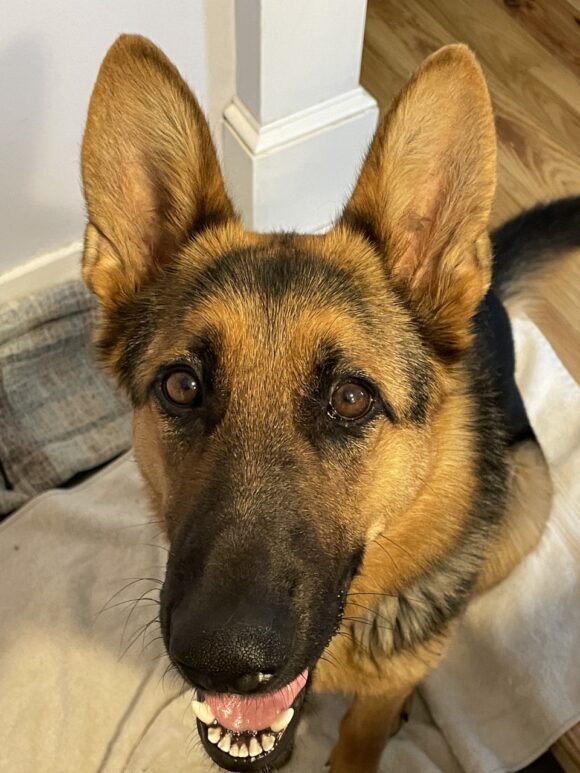 Northern Chautauqua Canine Rescue