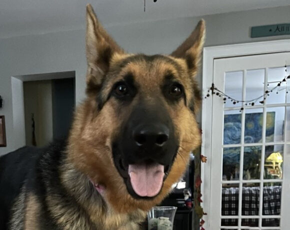 Feebee-Courtesy Listing-Adopted!