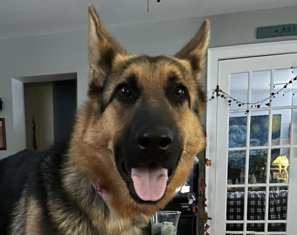 Feebee-Courtesy Listing-Adopted!