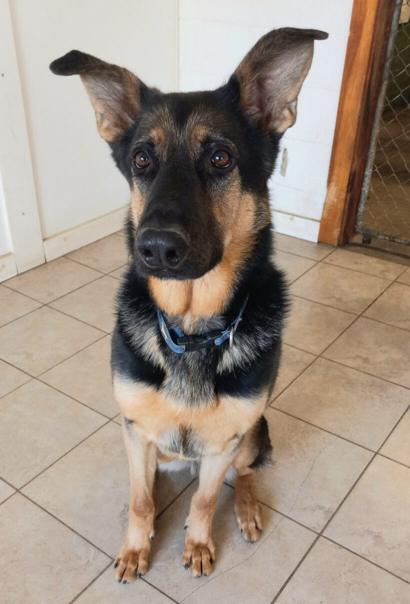 Bruno-Adopted!