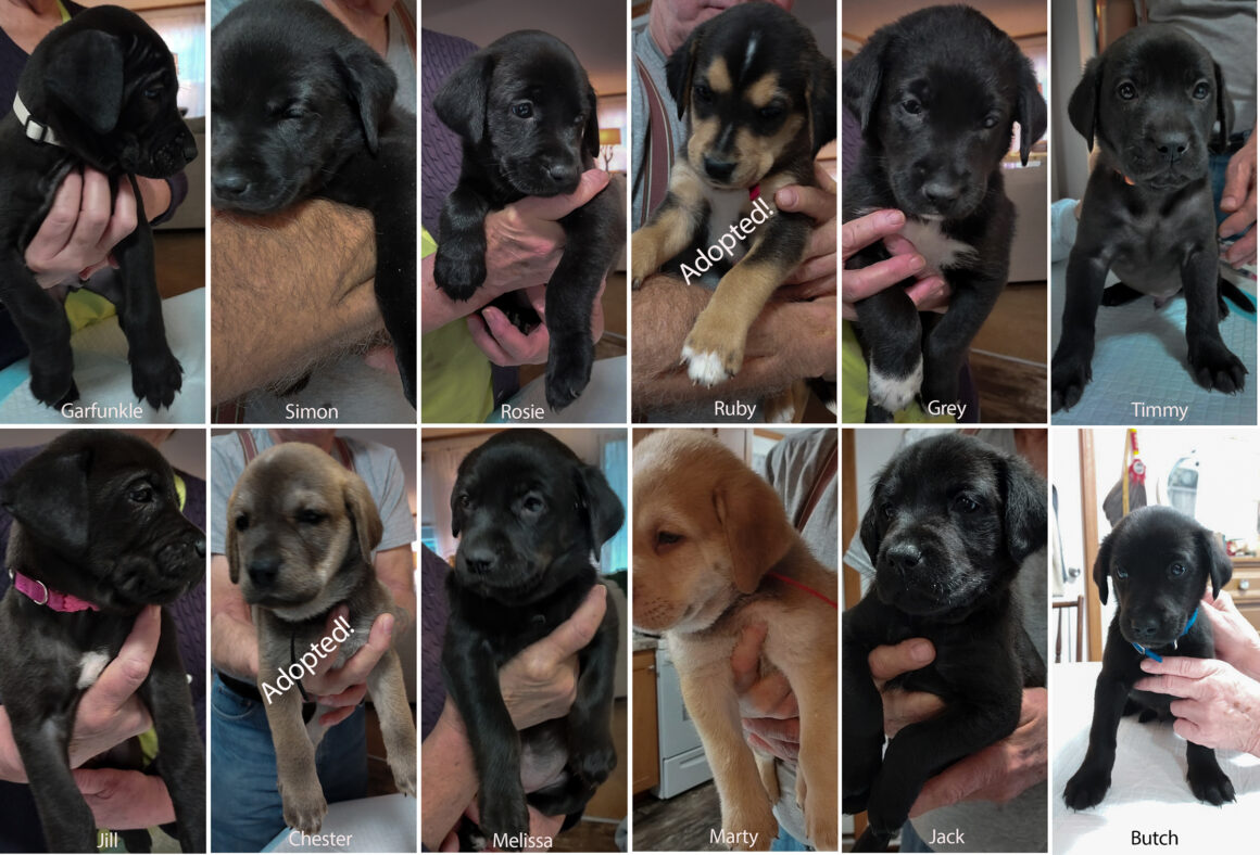 Puppies! Northern Chautauqua Canine Rescue