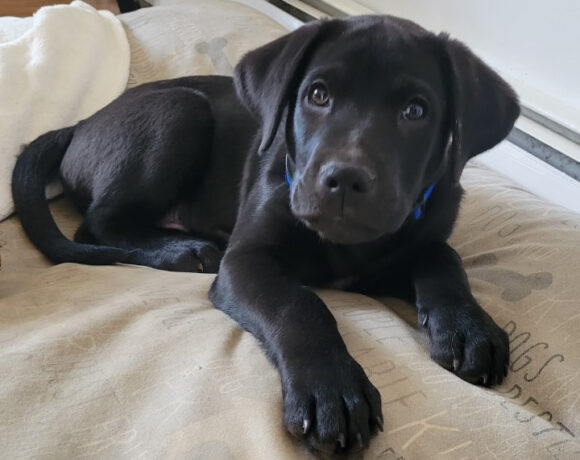 Asher