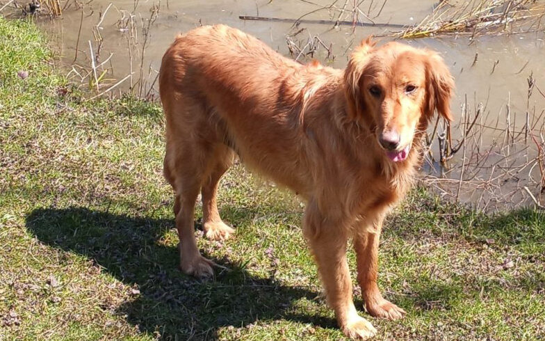 Goldie