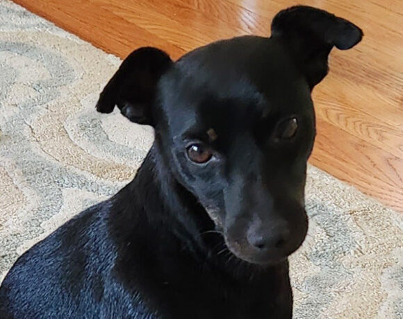 Tony Macaroni-Adopted!