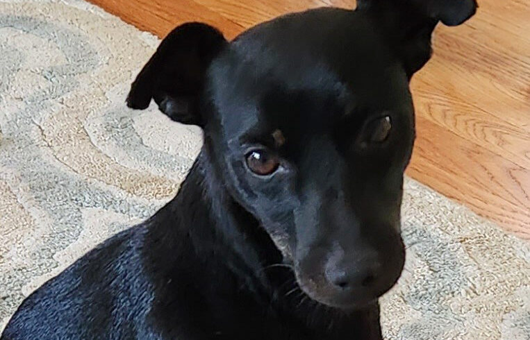 Tony Macaroni-Adopted!