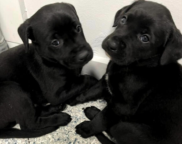 Adam, Benjamin, Caleb, Daniel, Ephraim, Frank, and Gideon-Adopted!!!