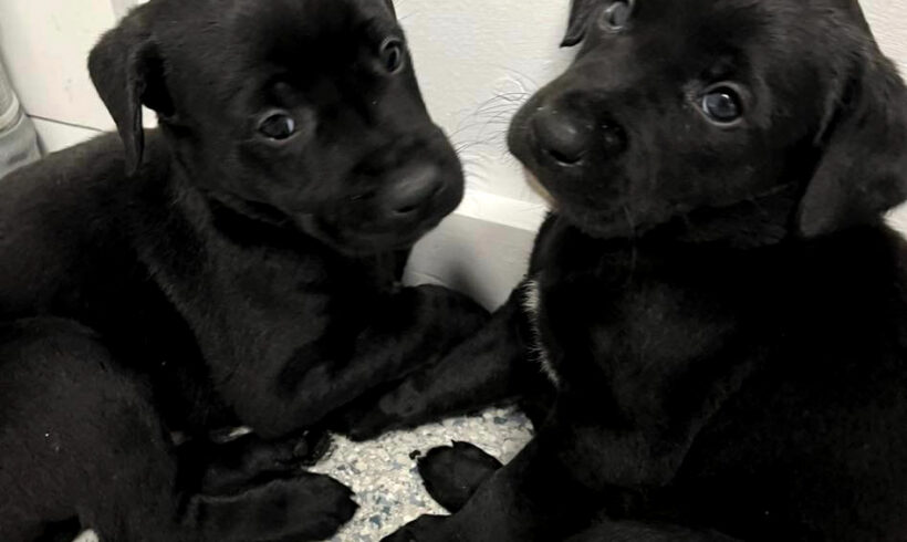 Adam, Benjamin, Caleb, Daniel, Ephraim, Frank, and Gideon-Adopted!!!