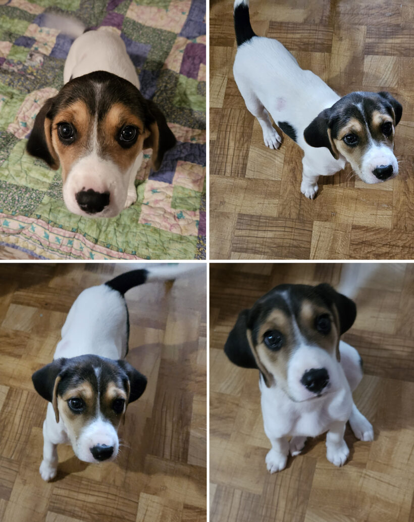 Chloe-Adopted!