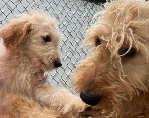 Golden Doodles-Applications Pending