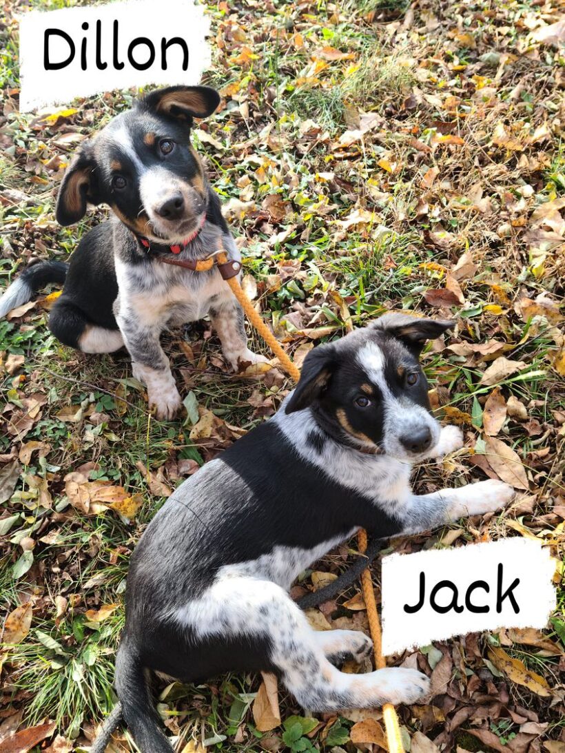 Jack-Adopted!