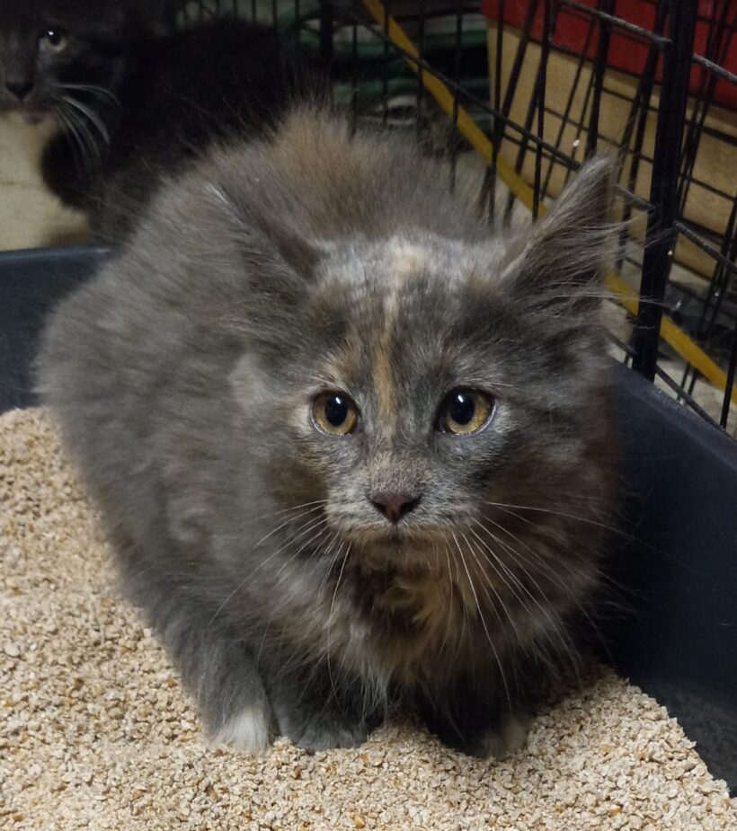 Hooey and Phooey-Courtesy Listing-Adopted!