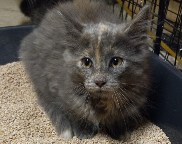 Hooey and Phooey-Courtesy Listing-Adopted!