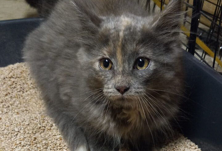 Hooey and Phooey-Courtesy Listing-Adopted!