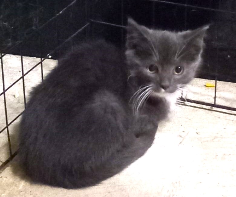 Hooey and Phooey-Courtesy Listing-Adopted!