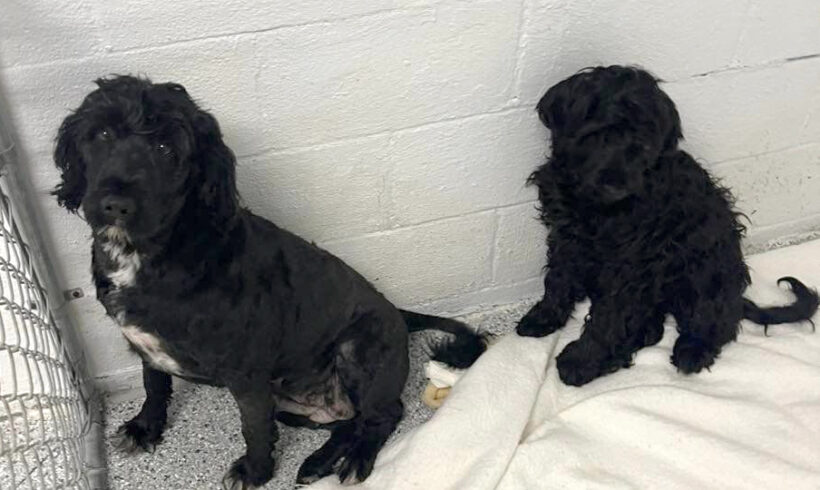 Savy and Querida-Adopted!