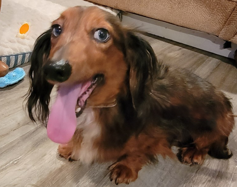 Baxter-Adopted!