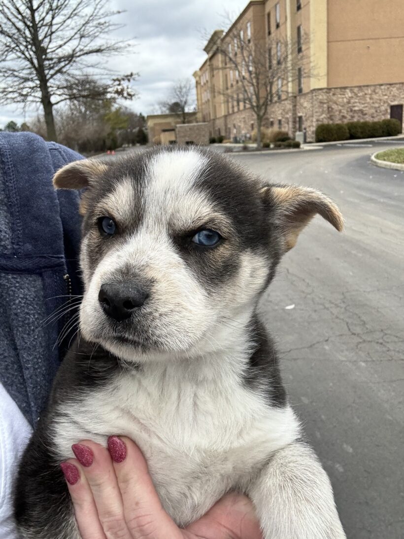 Little Bear-Adopted! Little Bear-Adopted!