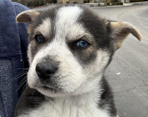 Little Bear-Adopted!