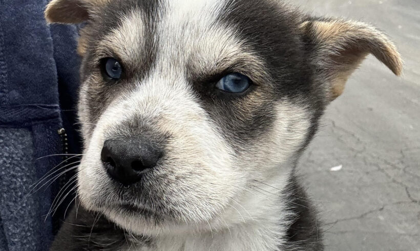 Little Bear-Adopted!