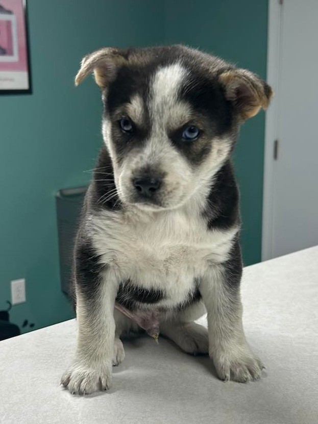 Little Bear-Adopted! Little Bear-Adopted!