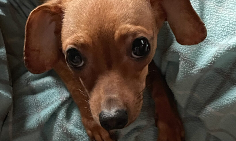 Sweetie Mae-Adopted!