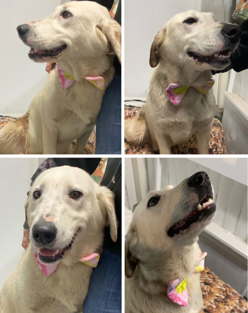 Bubba-Adopted! Bubba-Adopted!