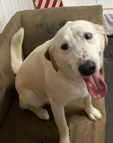 Bubba-Adopted! Bubba-Adopted!