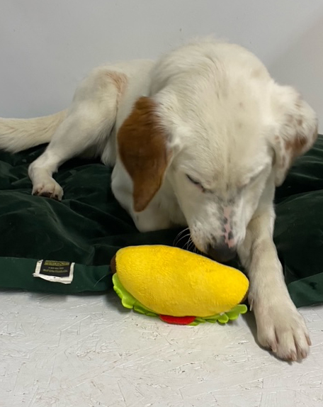 Bubba-Adopted! Bubba-Adopted!