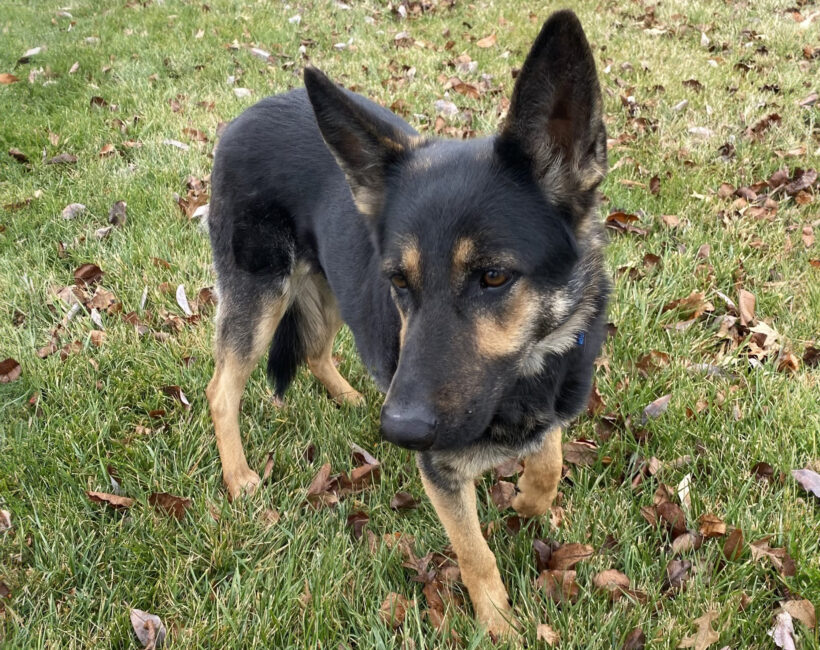 Cookie-Adopted! Cookie-Adopted!