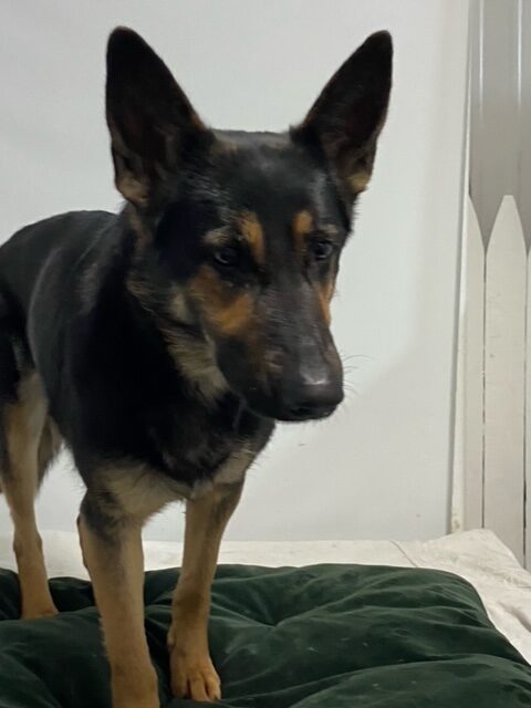 Cookie-Adopted! Cookie-Adopted!