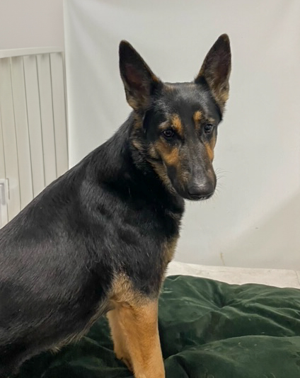 Cookie-Adopted! Cookie-Adopted!