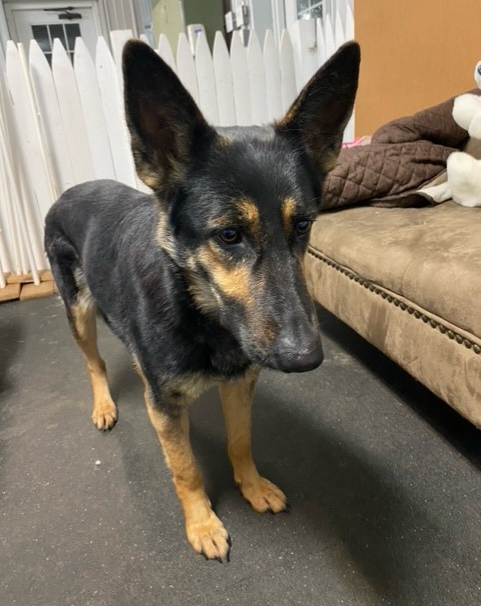 Cookie-Adopted! Cookie-Adopted!