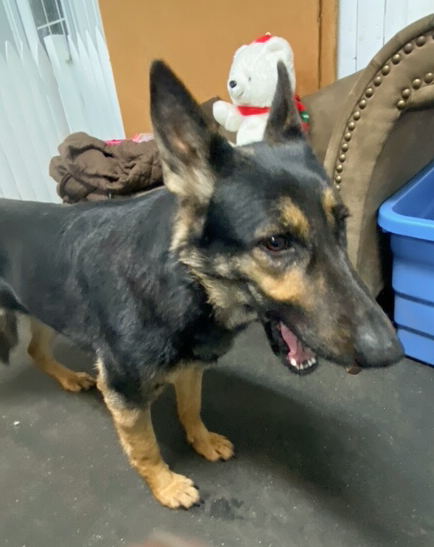 Cookie-Adopted! Cookie-Adopted!