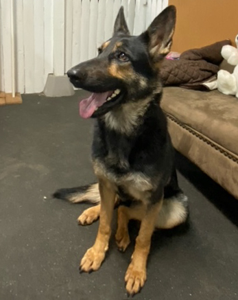 Cookie-Adopted! Cookie-Adopted!