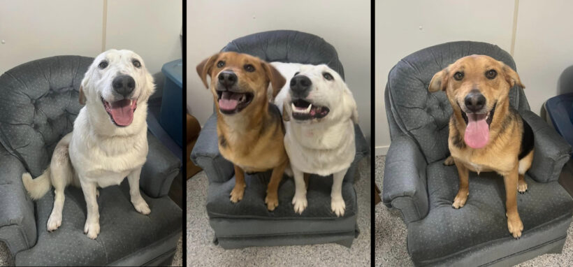 Bubba-Adopted! Bubba-Adopted!