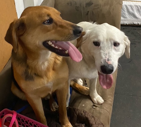 Bubba-Adopted! Bubba-Adopted!