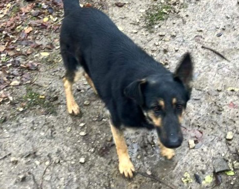 Cookie-Adopted! Cookie-Adopted!