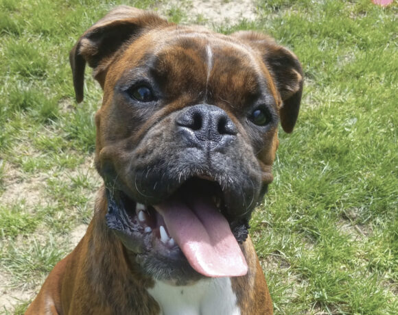 Molly Alice-Adopted!