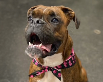 Molly Alice-Adopted!