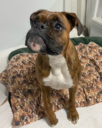 Molly Alice-Adopted!