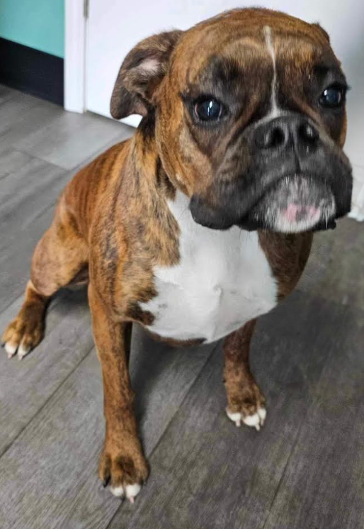 Molly Alice-Adopted!